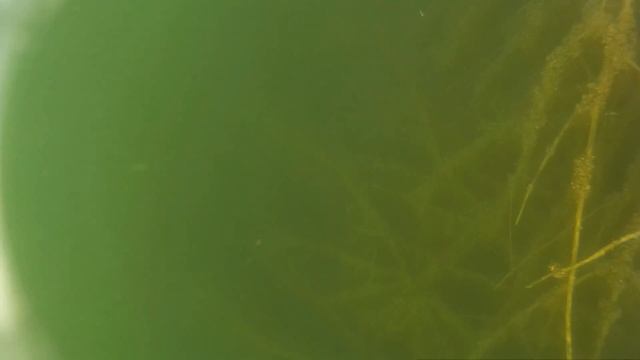 Подводная охота в запрет на Днепре... смотреть онлайн