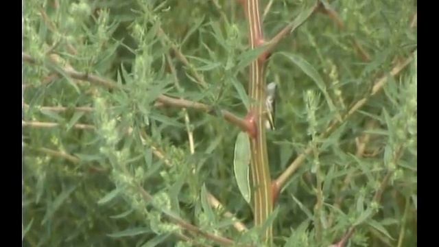 Environmental Laboratory - U.S. Army Corps of Engineers смотреть онлайн