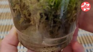 Живой мох сфагнум вырастила дома из сухого магазинного мха