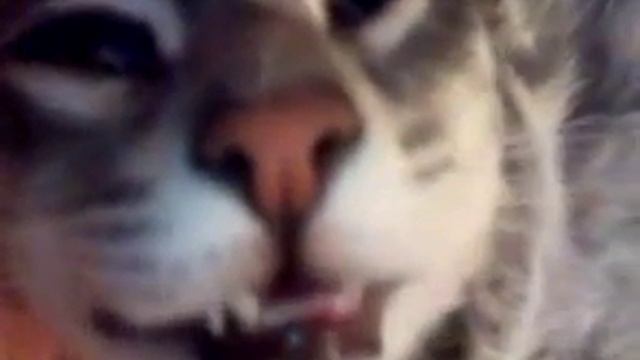 Кот спит смешно