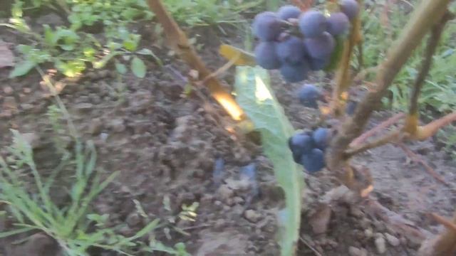 Сорт винограда Таёжный в Ленинградской области в Киришском районе. 11.09.22. смотреть онлайн