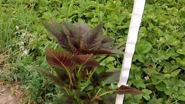 Амарант4 смотреть онлайн