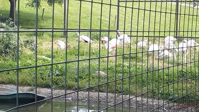 ФЛАМИНГО В ПАРКЕ ПТИЦ. КАЛУЖСКАЯ ОБЛ. смотреть онлайн