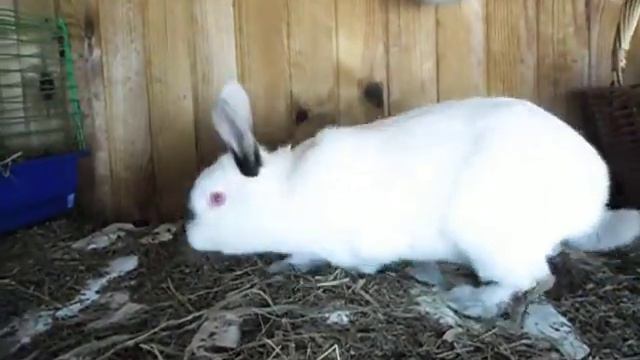 Молодая крольчиха, возраст4,5 месяца, вес 3,4 кг.