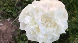 Пион Ann Cousins (Эн Казинс)