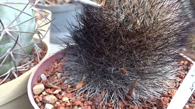 Turbinicarpus aquireanus (Gymnocactus) смотреть онлайн