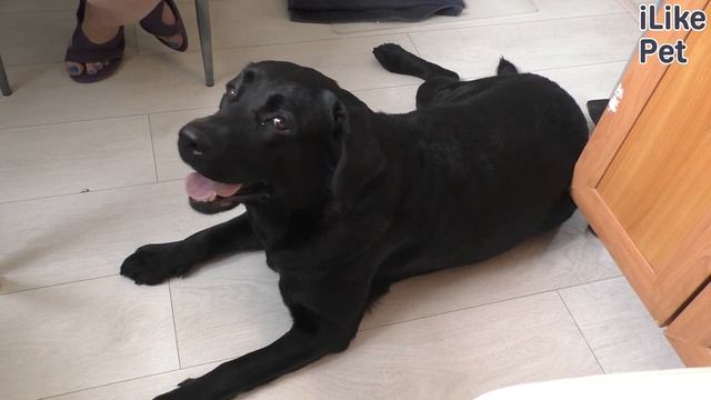 Почему не стоит заводить лабрадора? смотреть онлайн