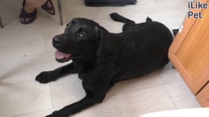 Почему не стоит заводить лабрадора?