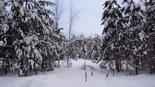 Зимние лесные пейзажи, прогулка по лесу - эп. 1 смотреть онлайн