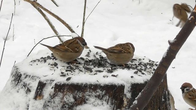 Полевые воробьи на лесной кормушке ( Passer montanus ) смотреть онлайн