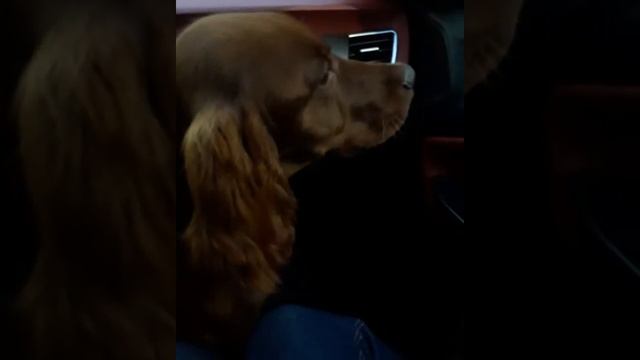 Un rosso su una piccola rossa смотреть онлайн