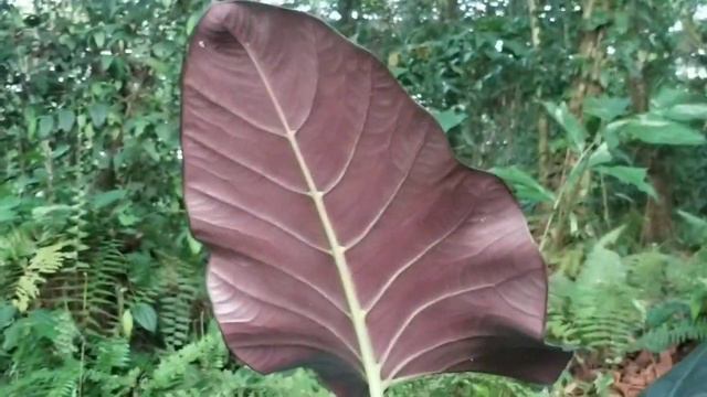 Alocasia reginae semakin mempesona смотреть онлайн