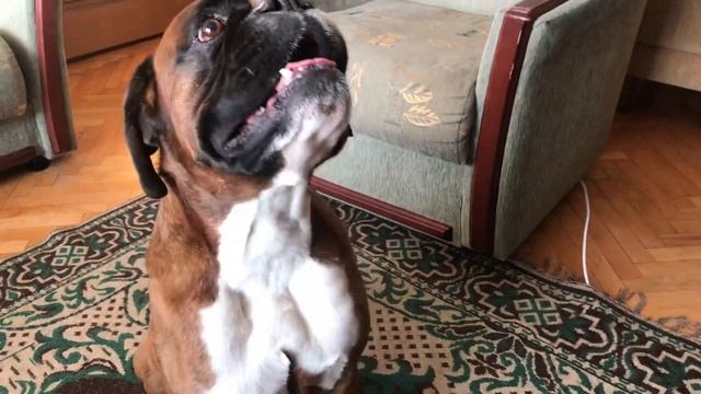 О чём говорят собаки?? смотреть онлайн