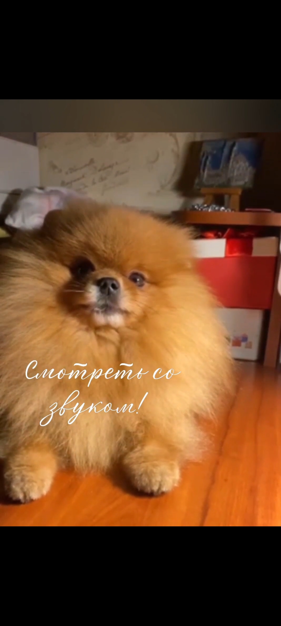 Померанский шпиц Марик любит петь... смотреть онлайн