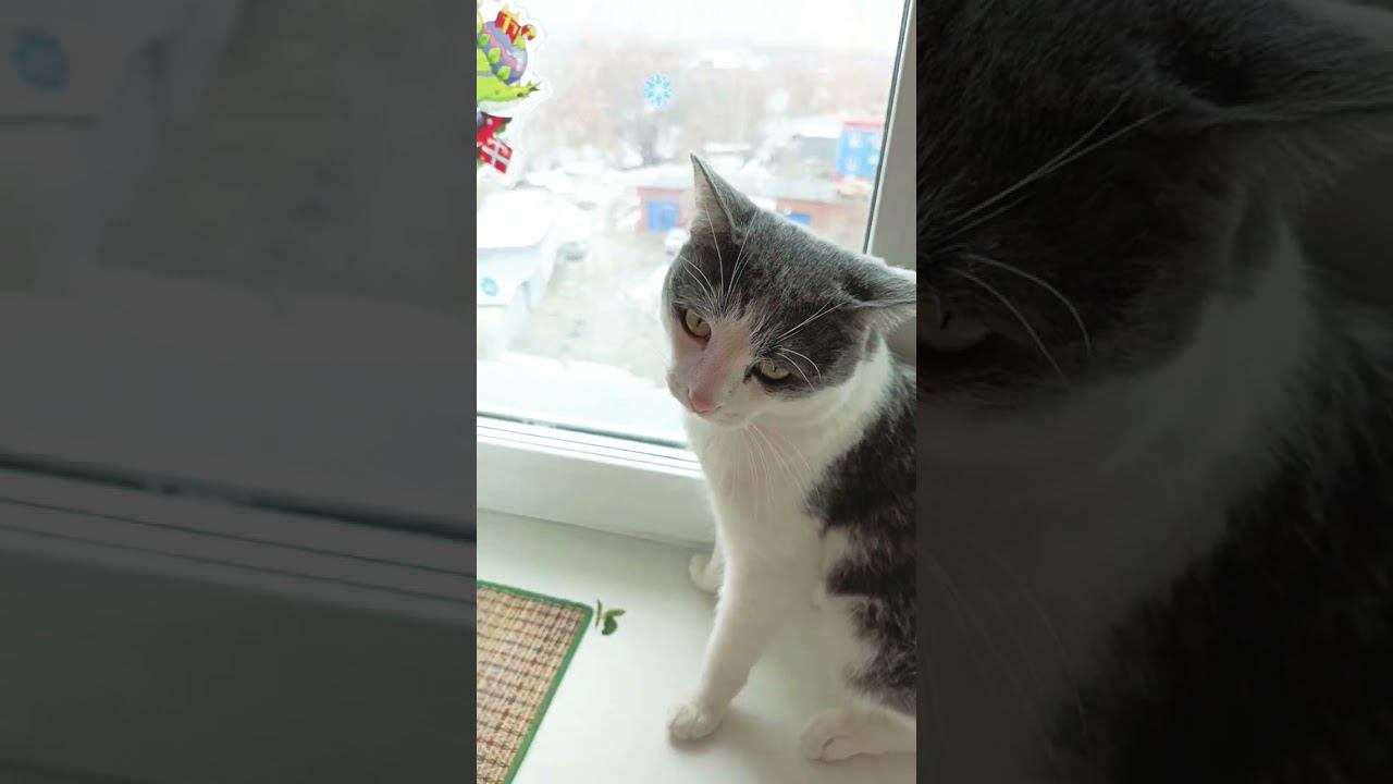 Можно я с тобой!? #лайк #питомец #котики #мурзик #кот #котик #приколы #любовь #юмор #можноястобой смотреть онлайн