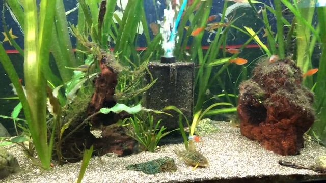 How to Breed Sterbai Corydoras Catfish смотреть онлайн