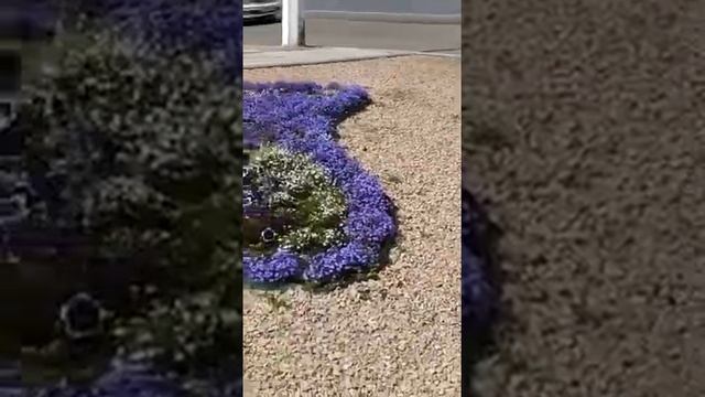 Красивая клумба в Солнечном смотреть онлайн