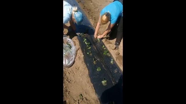 Как быстро посадить клубнику под черную пленку смотреть онлайн