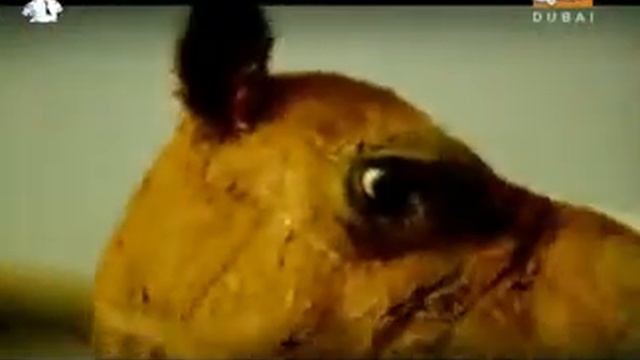 UAE Traditional Dance