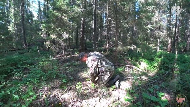 Заготовка лекарственных растений /Нашли чернику /сбор лисичек смотреть онлайн