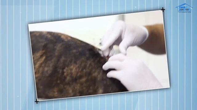 Сеть ветеринарных клиник 