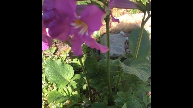 Знакомьтесь!Коровяк или вербаскум( Verbascum Honey Dijon) и инкарвелия Делавея. Их цветение . смотреть онлайн