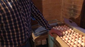 ПРИ КАКОЙ ТЕМПЕРАТУРЕ ХРАНИТЬ ИНКУБАЦИОННЫЕ ЯЙЦА?