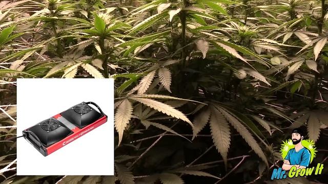 BEST LED GROW LIGHTS 2019! - 4X4 COVERAGE AREA смотреть онлайн