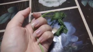 растения для травниц