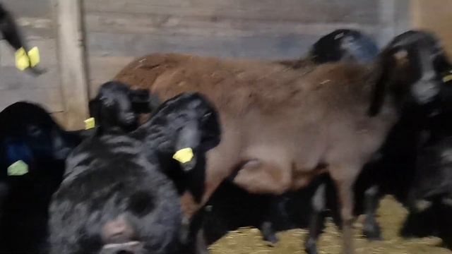 Гиссарские ягнята 2020. Первая партия. смотреть онлайн