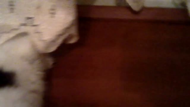 Жизнь тигра в дикой природе 2 смотреть онлайн