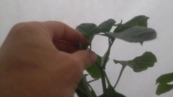 Прищипка острого перца