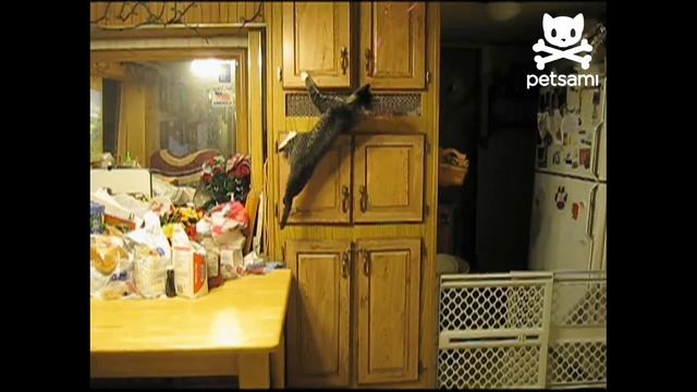 Cunning kitty catches hard-to-reach balloons смотреть онлайн