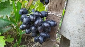 Форма винограда Тото Кутуньо , Селекция Донского казачества,  на участке Бондарева Вячеслава