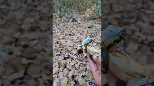 גושית לבנונית, Caloboletus radicans. смотреть онлайн