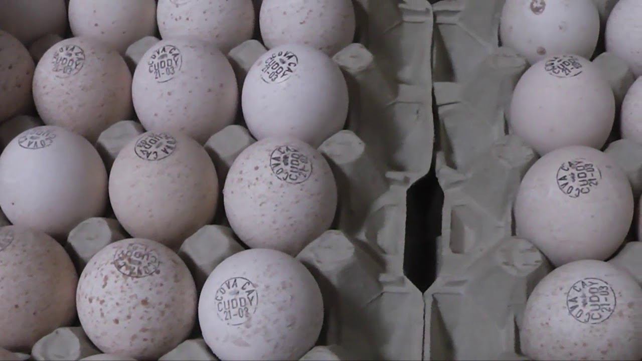 ПОЛУЧИЛА ОЧЕРЕДНОЕ ЯЙЦО ИНДЕЙКИ ЗАКЛАДЫВАЕМ В ИНКУБАТОР смотреть онлайн