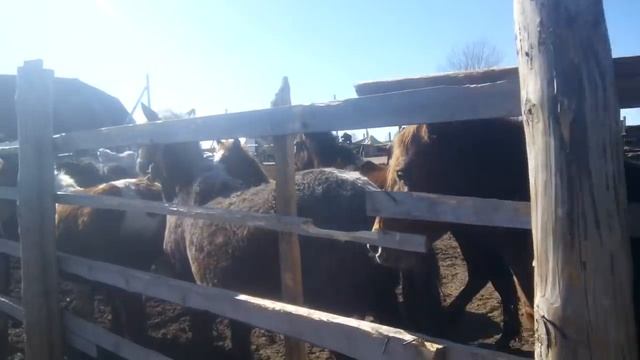 #ЛОШАДИ #ЖЕРЕБЕЦ # КОНИ #ЖЕРЕБЯТА# РАЗВЕДЕНИЕ ЛОШАДЕЙ смотреть онлайн