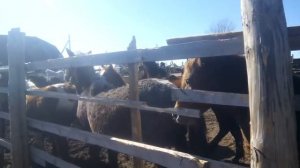 #ЛОШАДИ #ЖЕРЕБЕЦ # КОНИ  #ЖЕРЕБЯТА# РАЗВЕДЕНИЕ ЛОШАДЕЙ