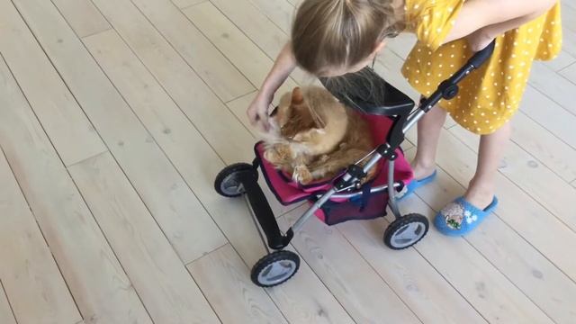 Кошка катается в коляске смотреть онлайн