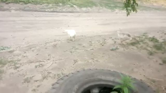 как определить возраст гусят ) смотреть онлайн