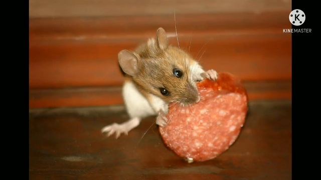 Мышка Сосиска ? Собачка Жвачка? Кошка Картошка? Ку-ку Я Немножко ?    Ускорение от 0.5 до 999х