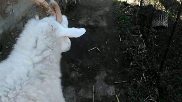 Волшебное слово "гулять" !!! Есть люди "курицы "... смотреть онлайн