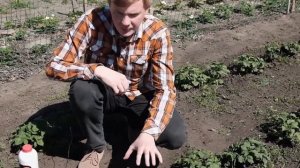 2я обработка картофеля препаратами СТАРТ и LIGHT     FITAKTIV