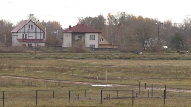 2 Раменский ипподром 23.10.2021 - Лошади рожд. 2018г. рысистых пород смотреть онлайн