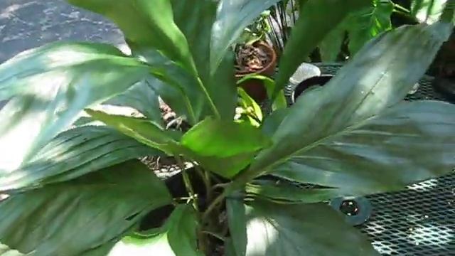 Chamaedorea metallica Palm смотреть онлайн