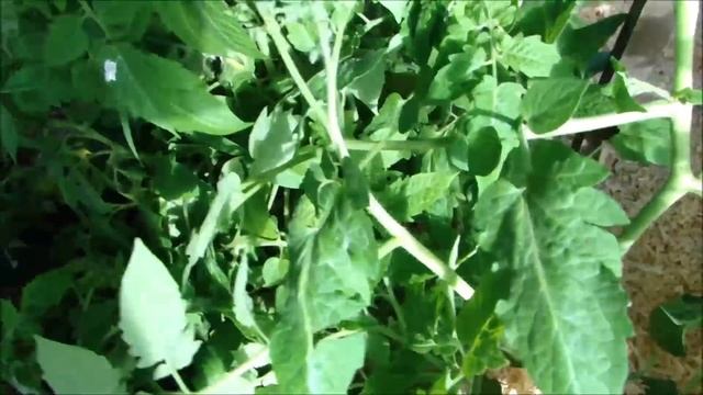 Мои "великаны". Полив. Баклажаны 6 июля 2019 года смотреть онлайн