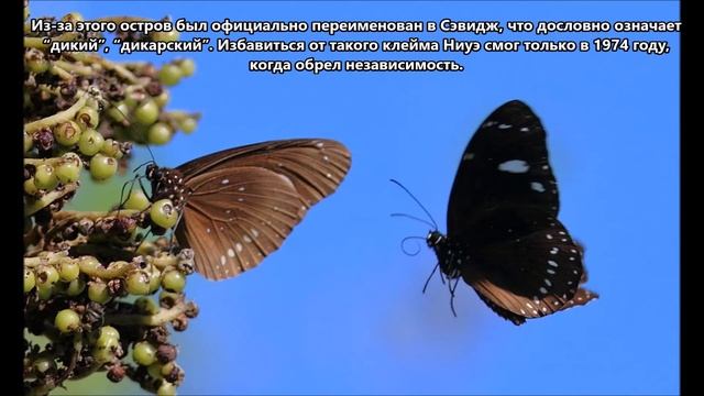 E6AM Остров Ниуэ. С сайта dxnews.com смотреть онлайн