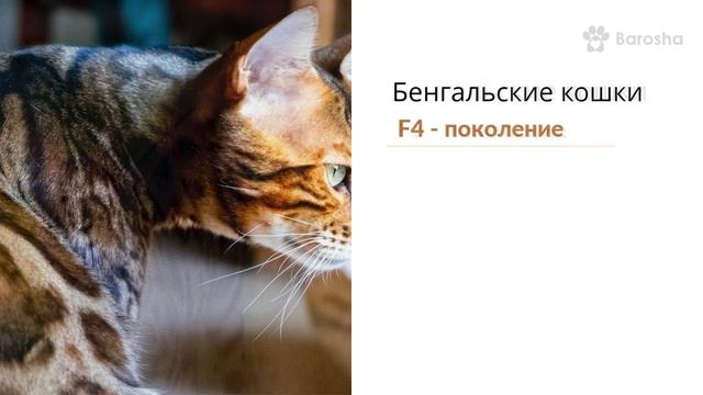 Бенгальский кот кошка цена - Леопардовый кот кошка цена смотреть онлайн
