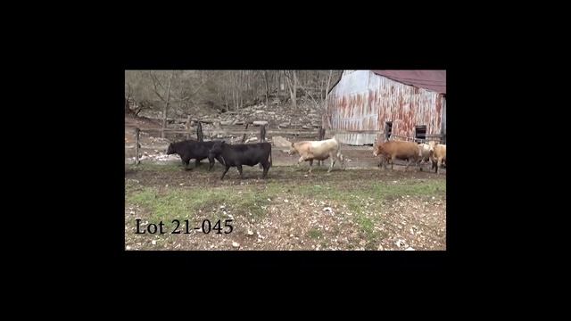 March 5 - Lower Middle Tennessee Cattle Association Video Board Sale смотреть онлайн