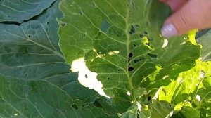 Дела огородные. Жизнь в деревне